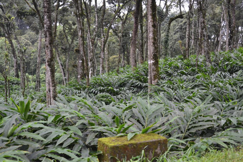 Ferndale Homestay Thekkady Exterior foto